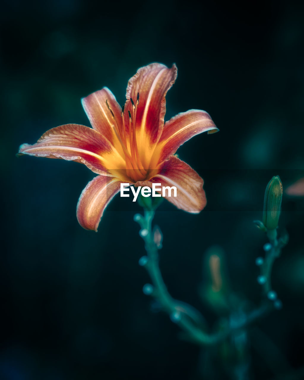 CLOSE-UP OF ORANGE LILY AGAINST BLURRED BACKGROUND