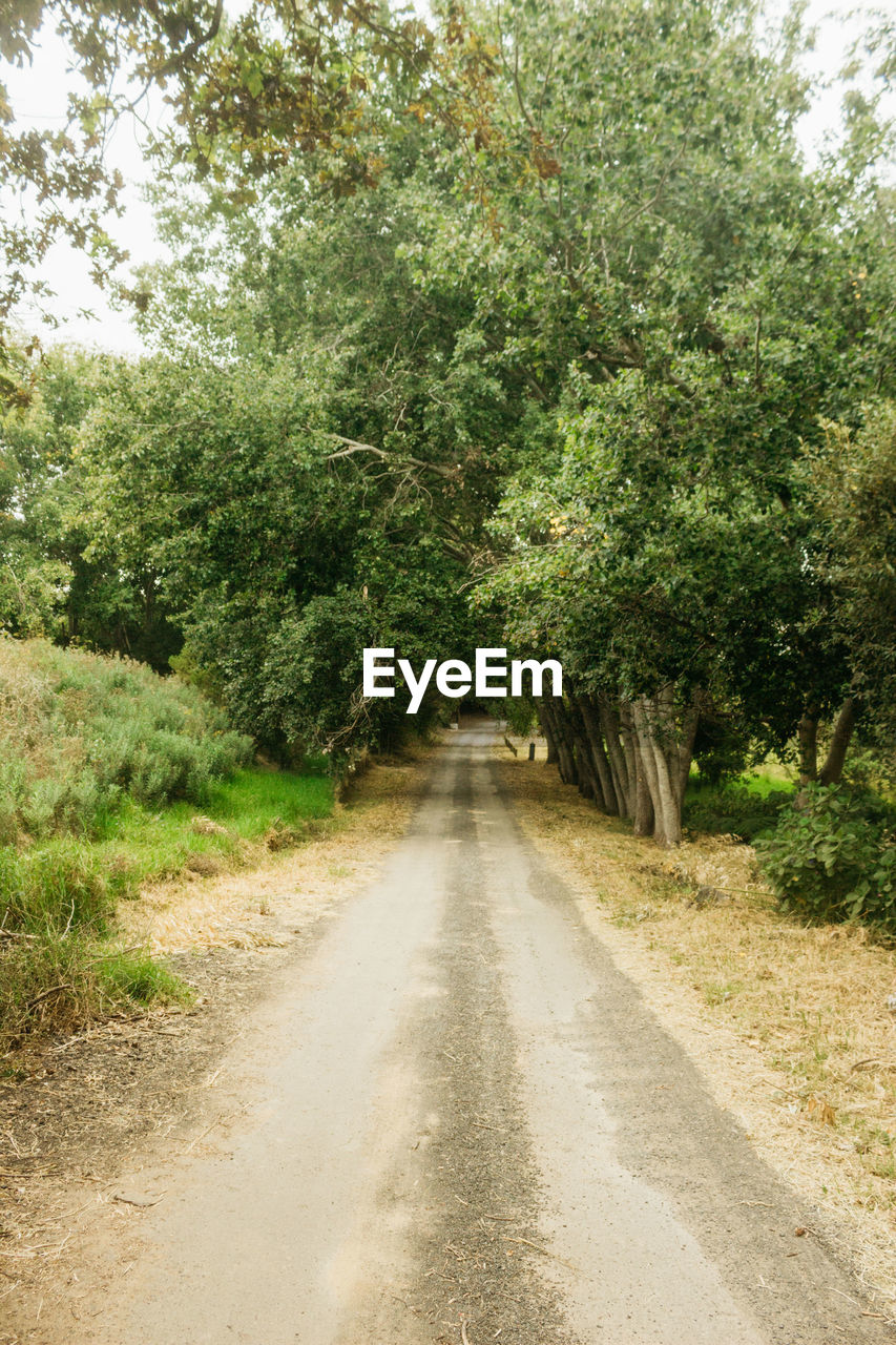 Road amidst trees in forest