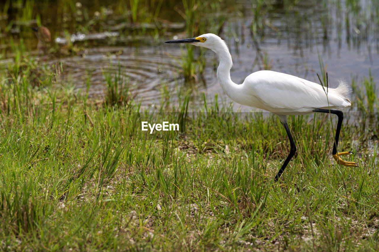 animal themes, animal, bird, animal wildlife, wildlife, wetland, water, one animal, plant, lake, heron, nature, grass, no people, white, beak, day, natural environment, side view, water bird, beauty in nature, outdoors, full length