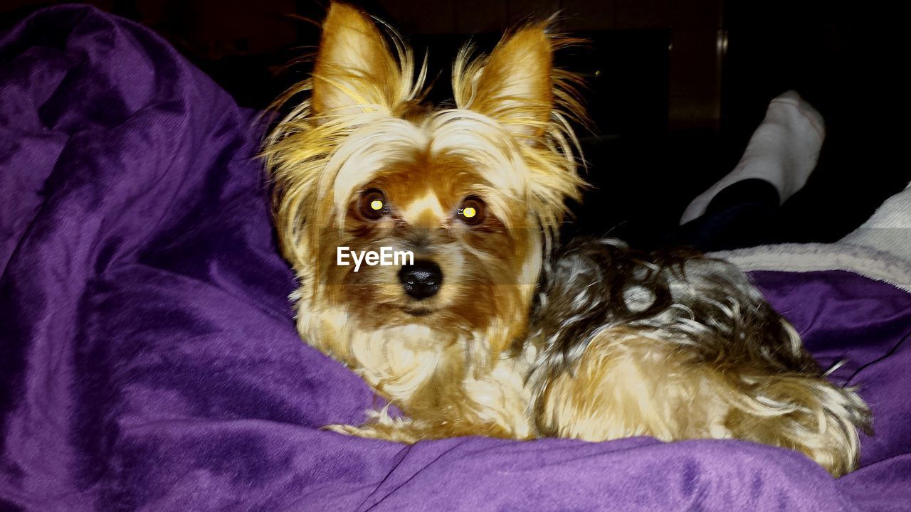 PORTRAIT OF DOG RELAXING ON BLANKET