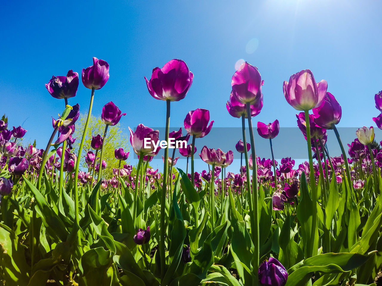 CLOSE-UP OF PINK POPPY FLOWERS BLOOMING IN FIELD