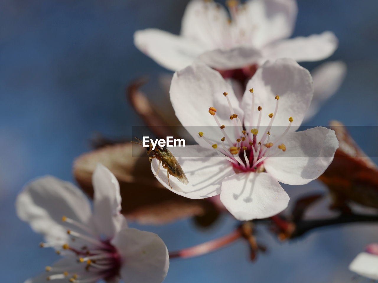 Close-up of insect on white flower