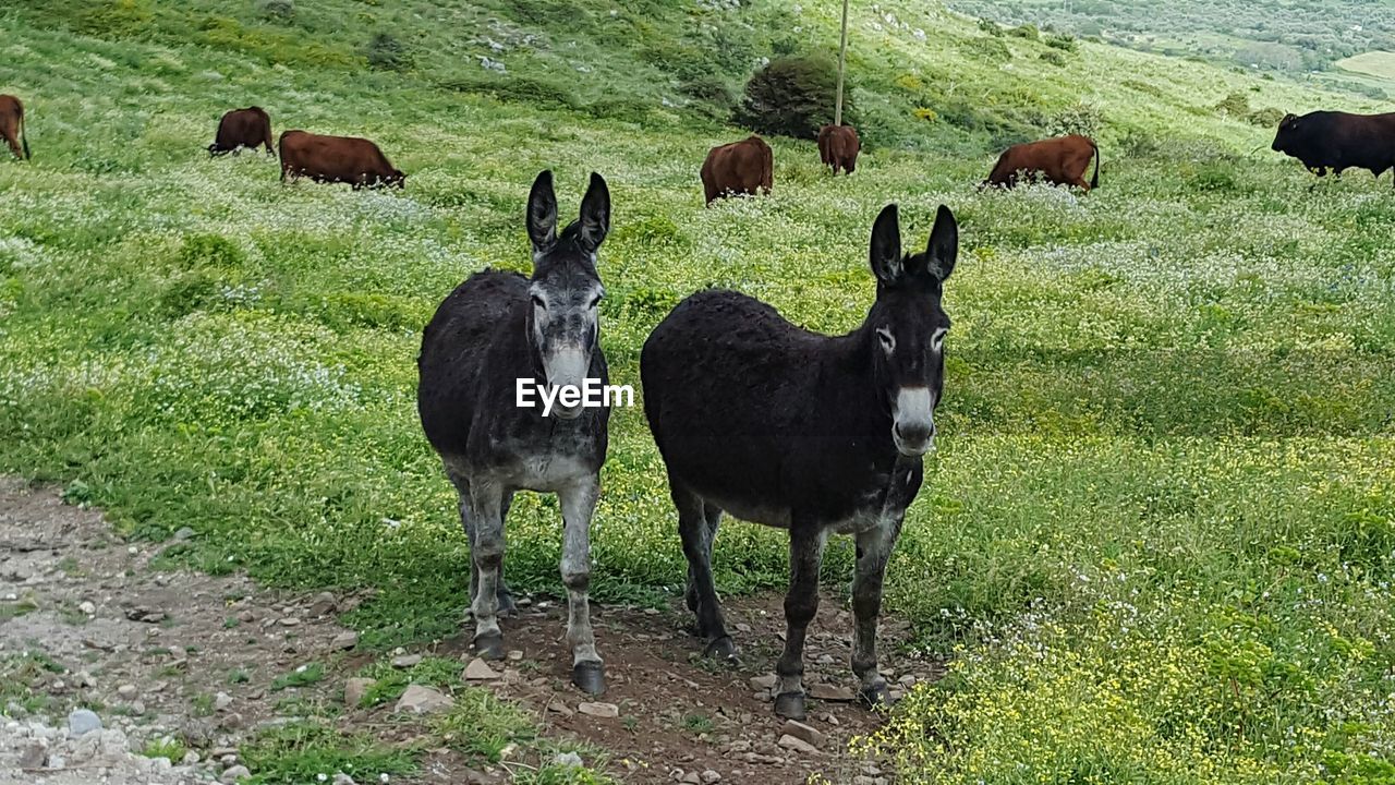 Horses grazing on field