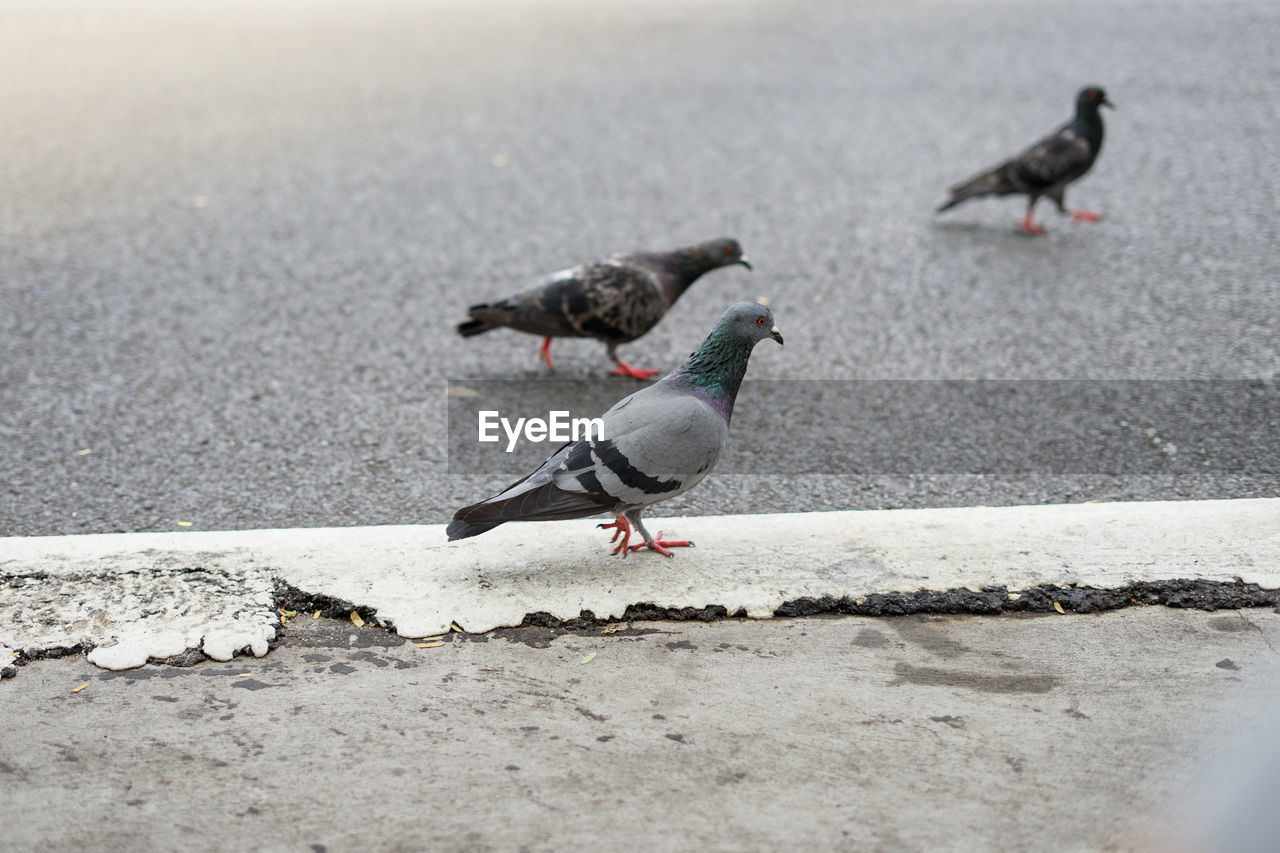 BIRDS PERCHING ON A STREET