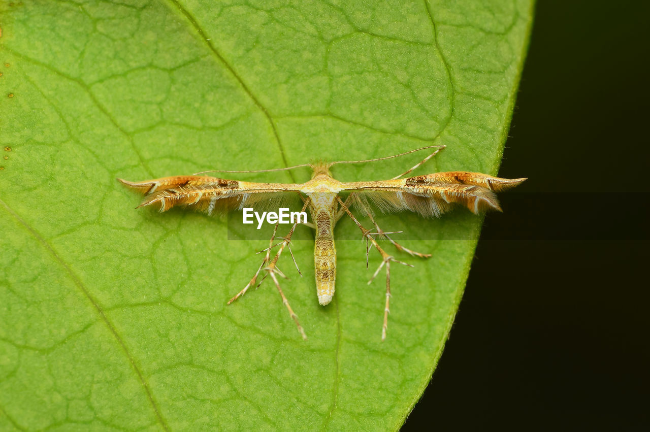 INSECT ON LEAF