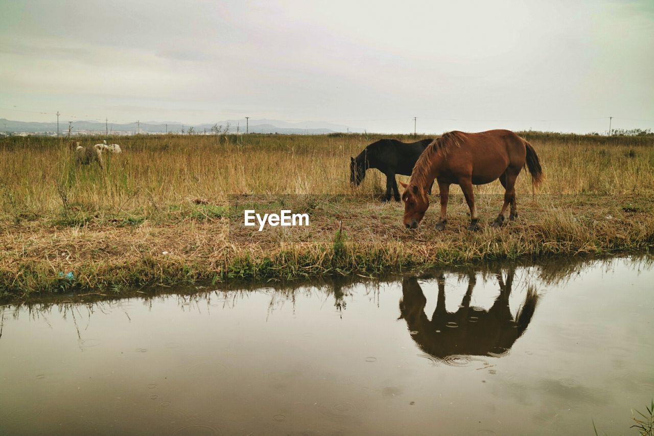 Horses grazing on field by lake against sky