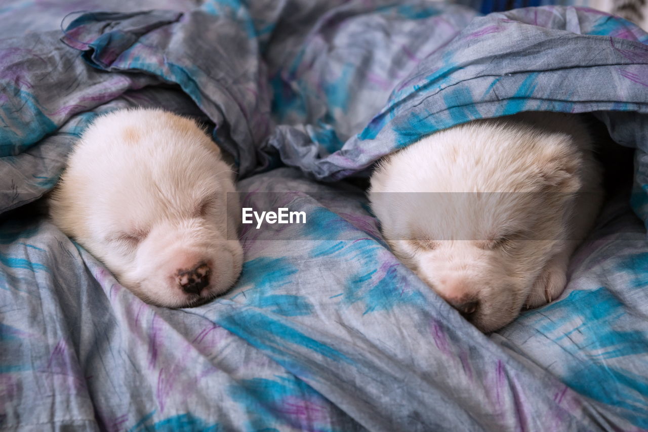Two small monthly white puppies of alabai sleep, wrapped in a gray blanket.