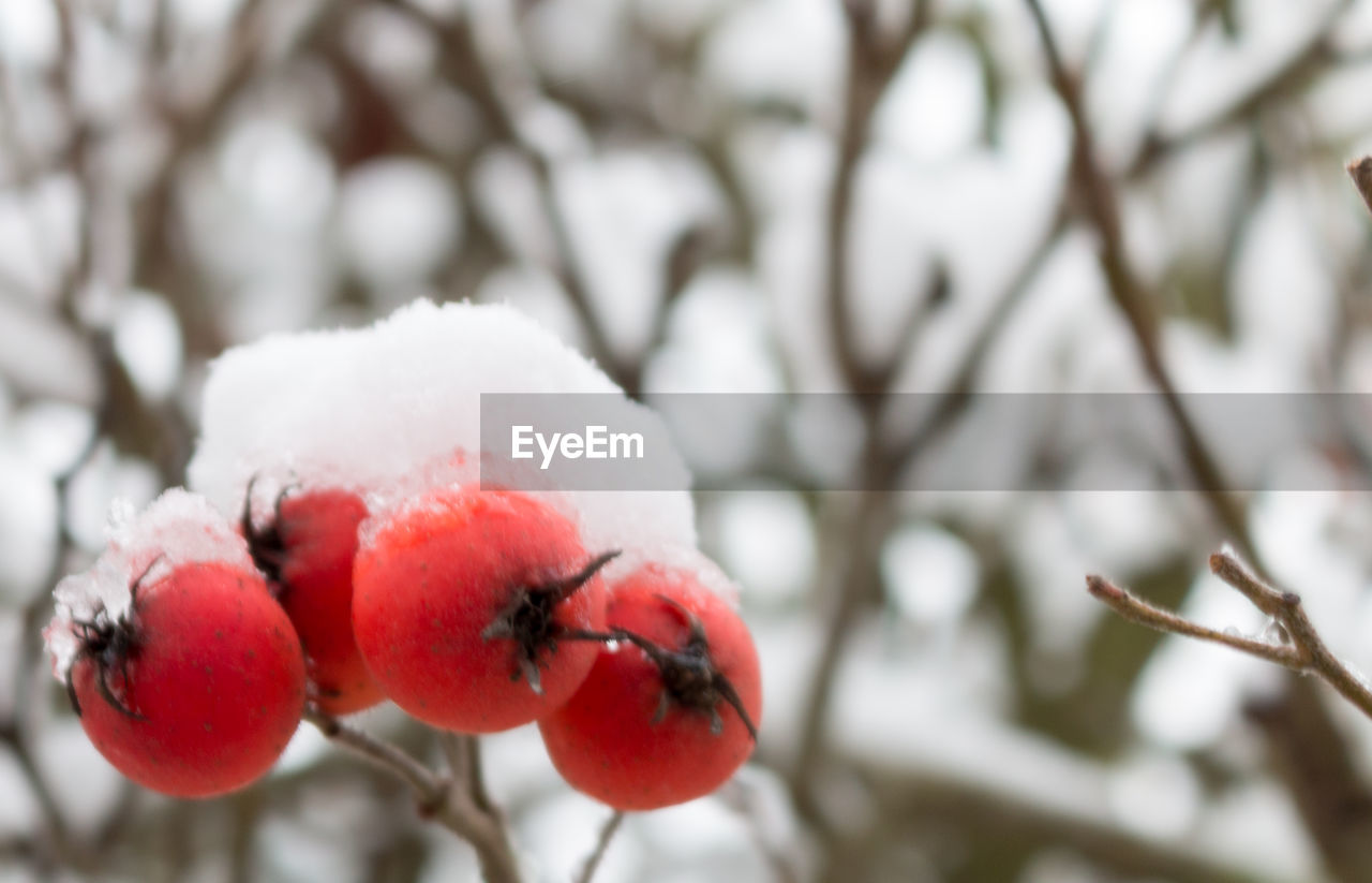 CLOSE-UP OF BERRIES IN SNOW