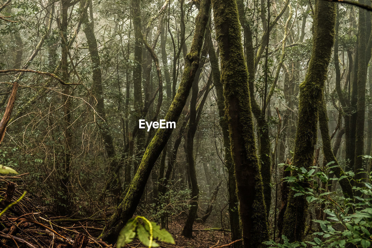 PANORAMIC VIEW OF TREES IN FOREST