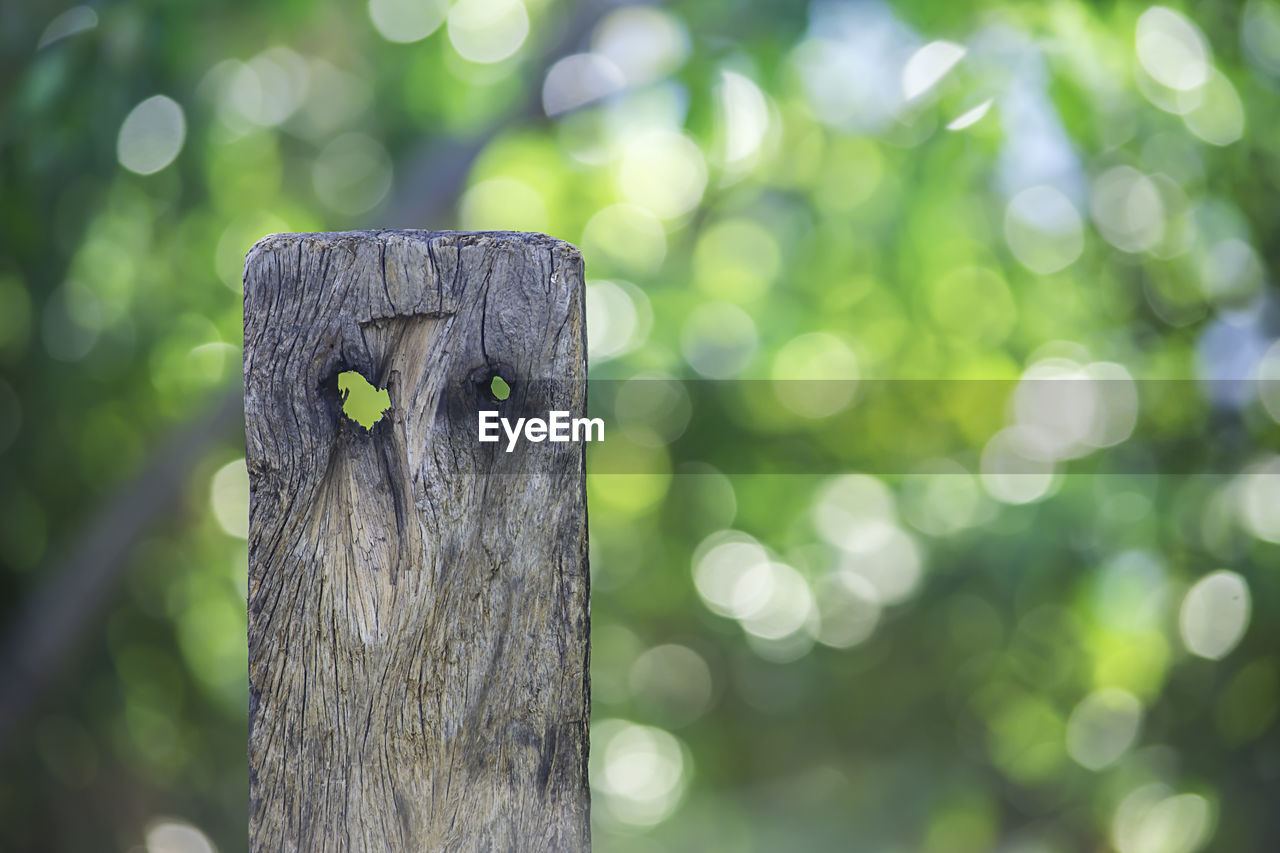 CLOSE-UP OF TREE TRUNK ON WOODEN POST