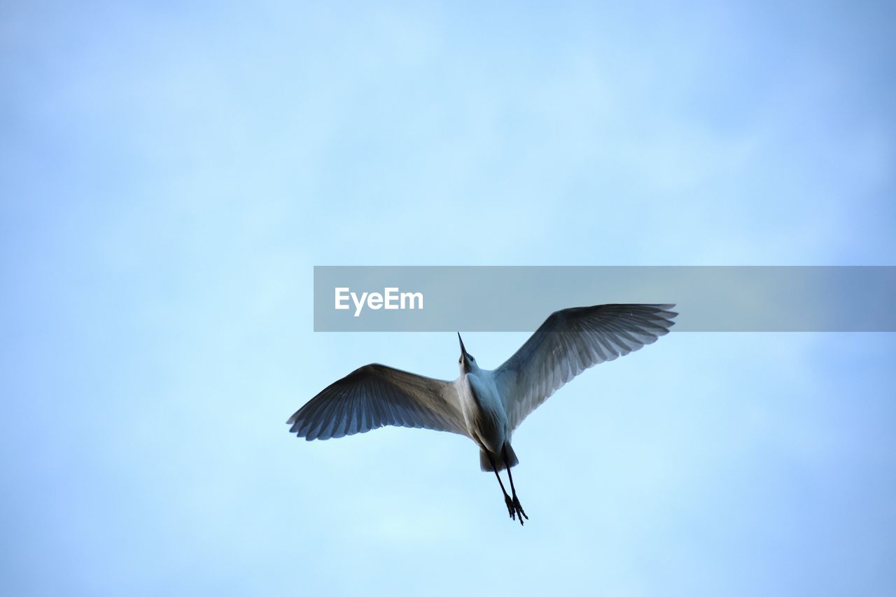 Low angle view of white heron flying in sky