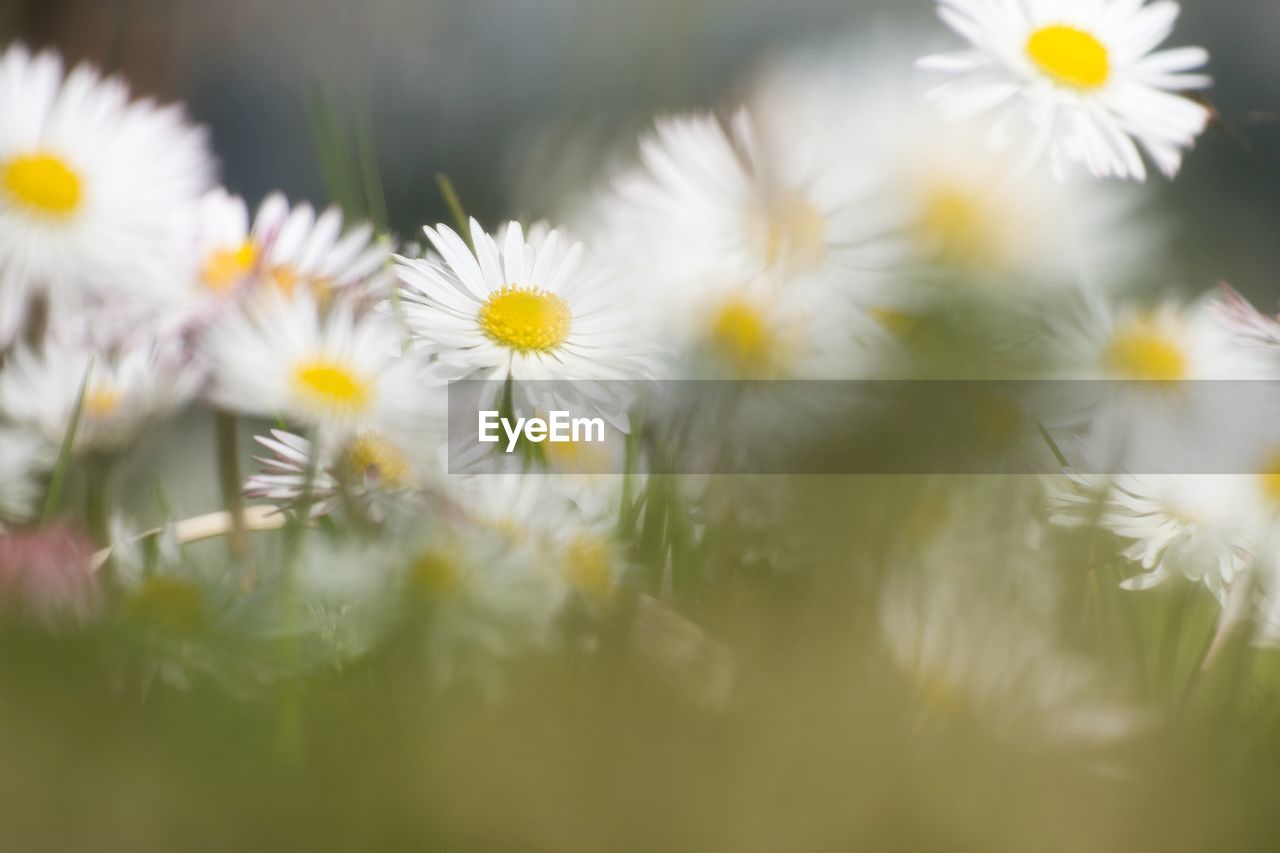 Close-up of white flowering plant