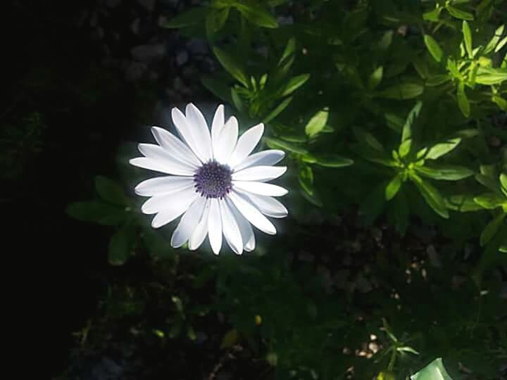 CLOSE-UP OF WHITE FLOWERS BLOOMING OUTDOORS