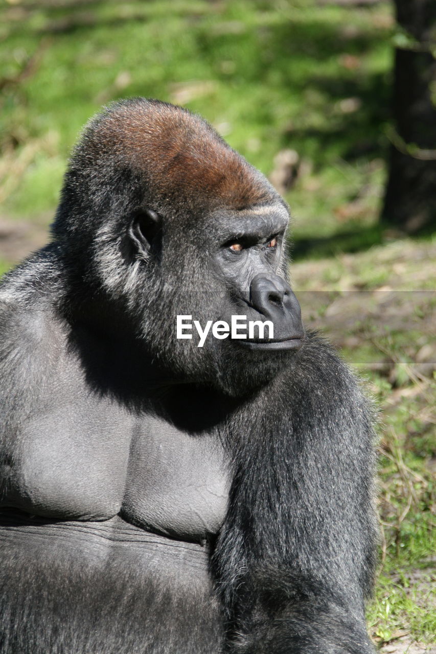 Close-up of gorilla sitting on field during sunny day