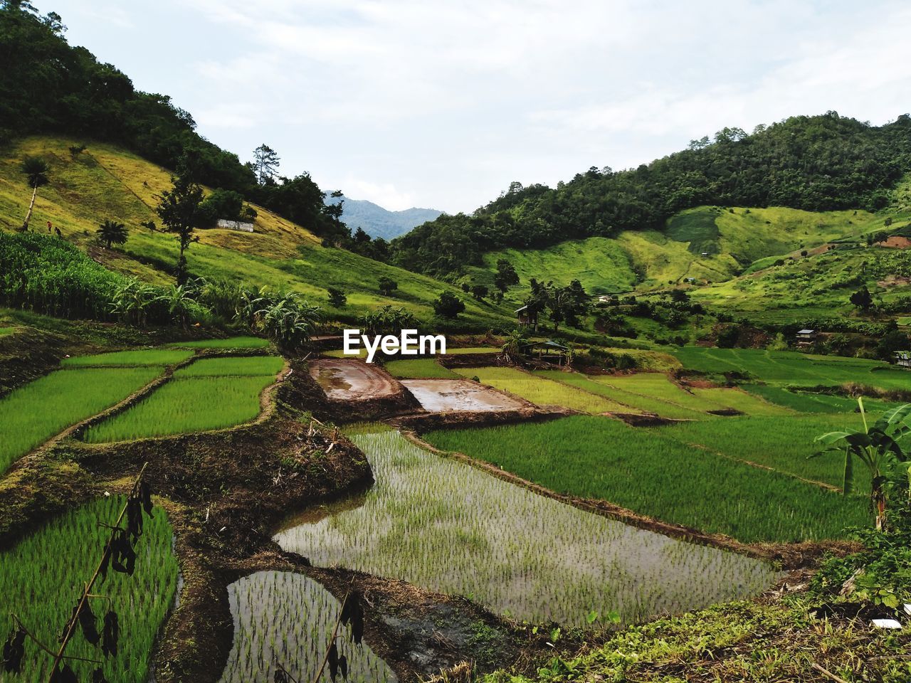 Scenic view of agricultural landscape against sky