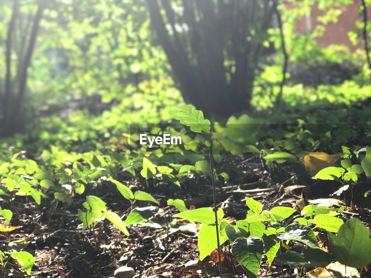 CLOSE-UP OF FRESH GREEN PLANTS IN SUNLIGHT