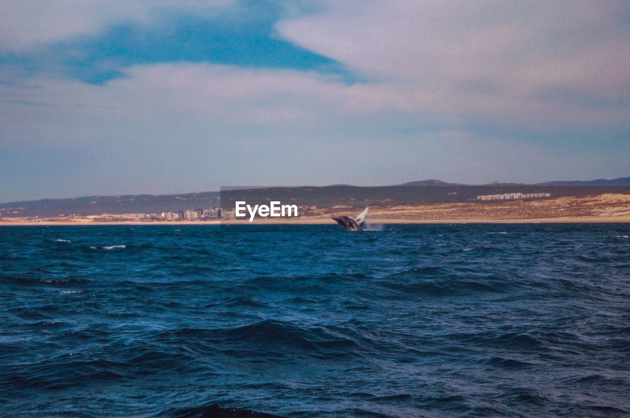 Scenic view of a whale against sky 