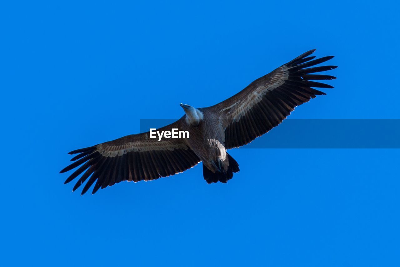 Low angle view of vulture flying against clear blue sky
