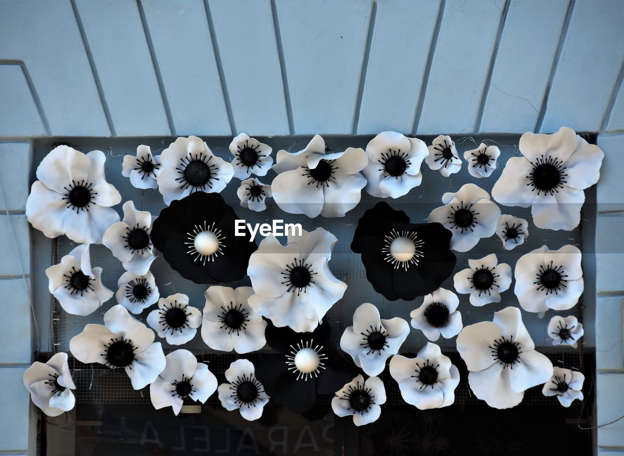 HIGH ANGLE VIEW OF WHITE FLOWERING PLANTS IN POT