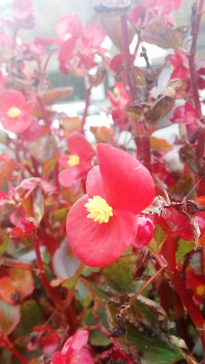 CLOSE-UP OF FLOWERS GROWING OUTDOORS