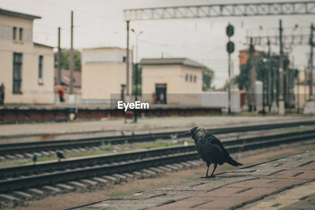 VIEW OF BIRD ON RAILROAD TRACK