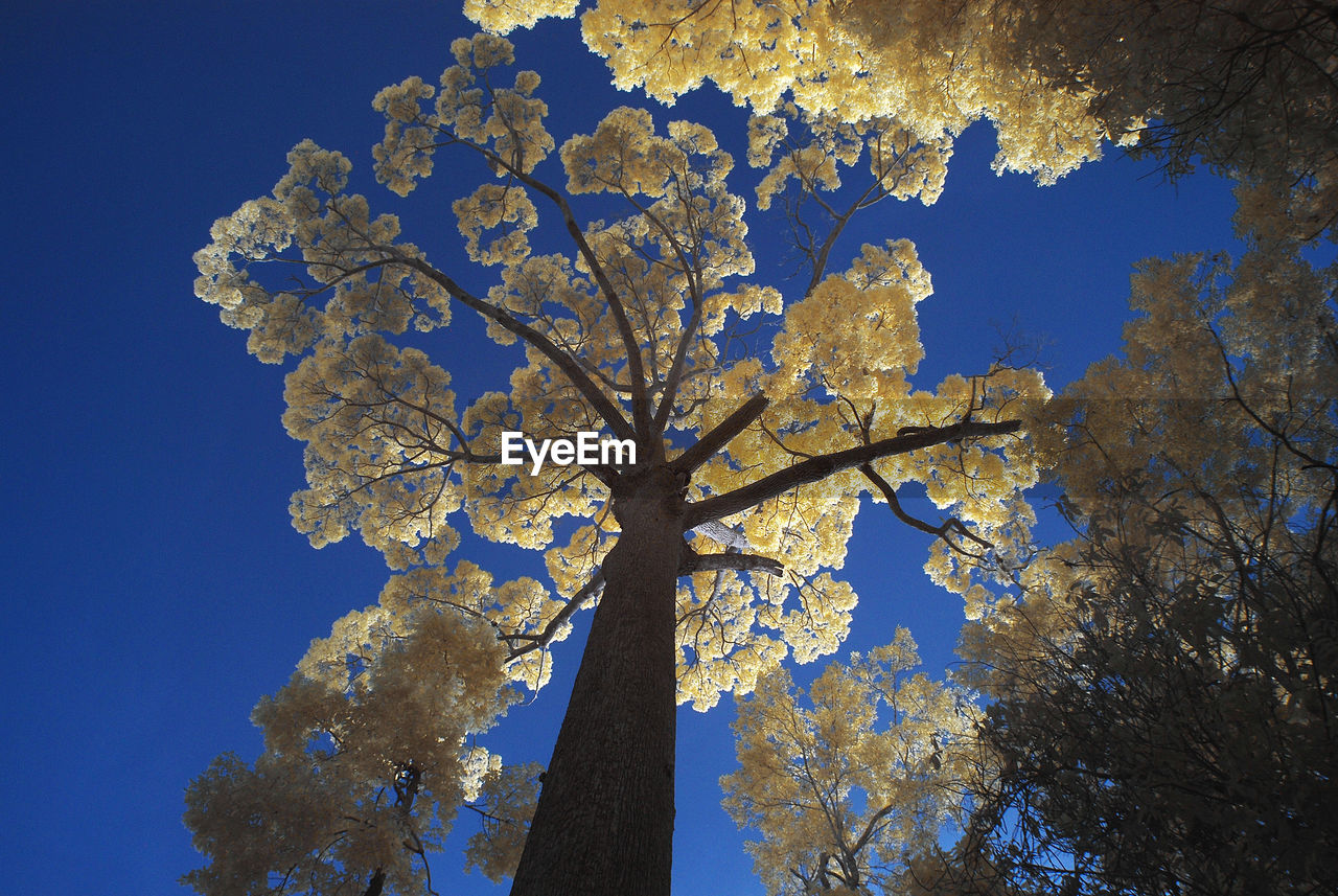 Low angle view of flower tree against blue sky