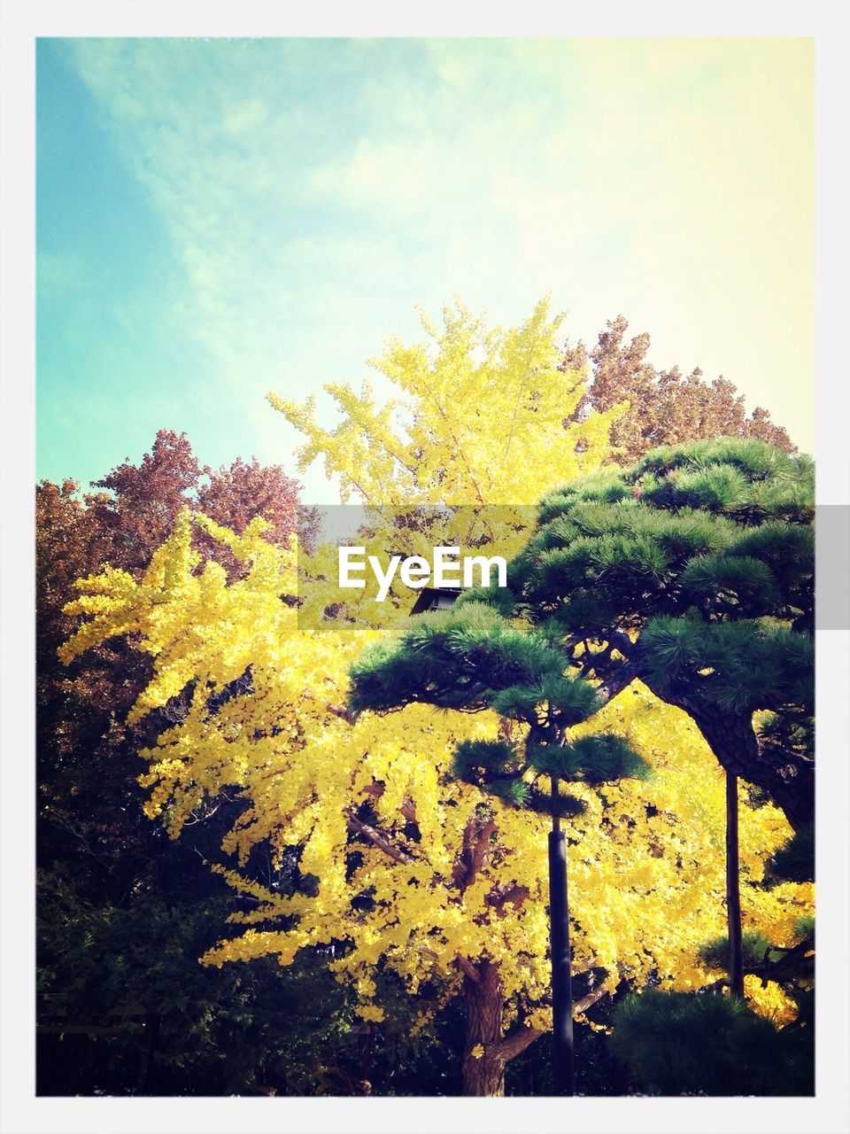 TREE AGAINST SKY