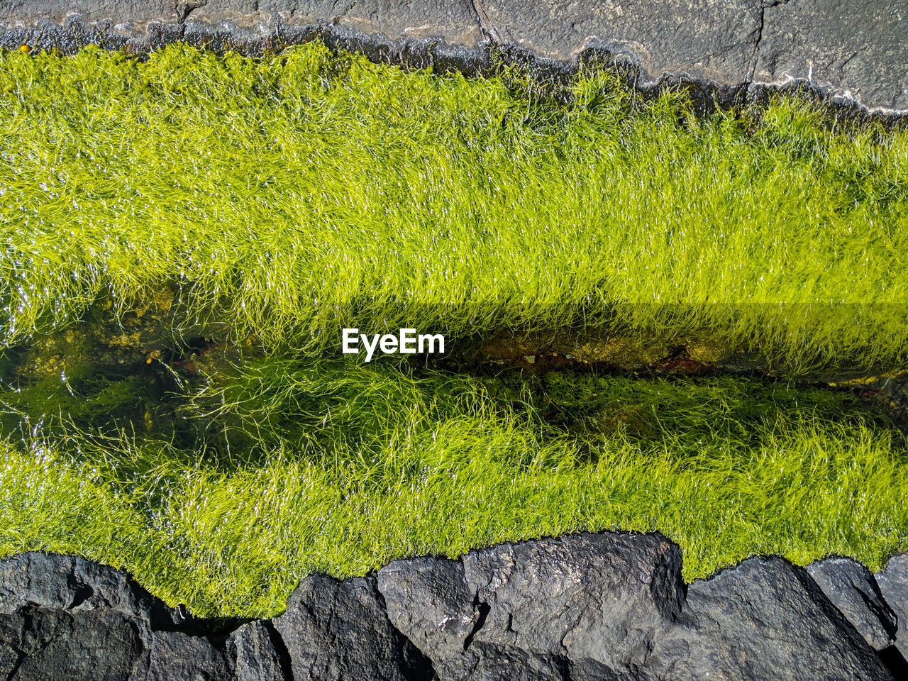 High angle view of grass over rock
