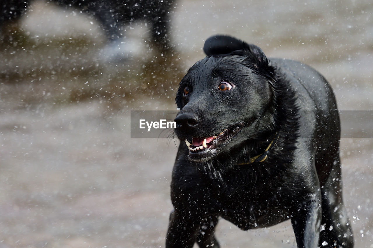 Black dog shaking wet fur at beach