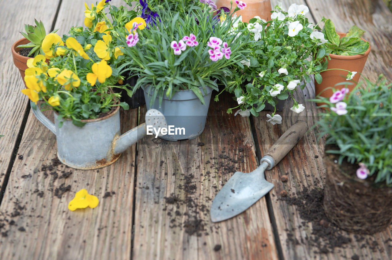 Carnation flowers in flowerpot and colorful viola with shovel and dirt on a wooden table