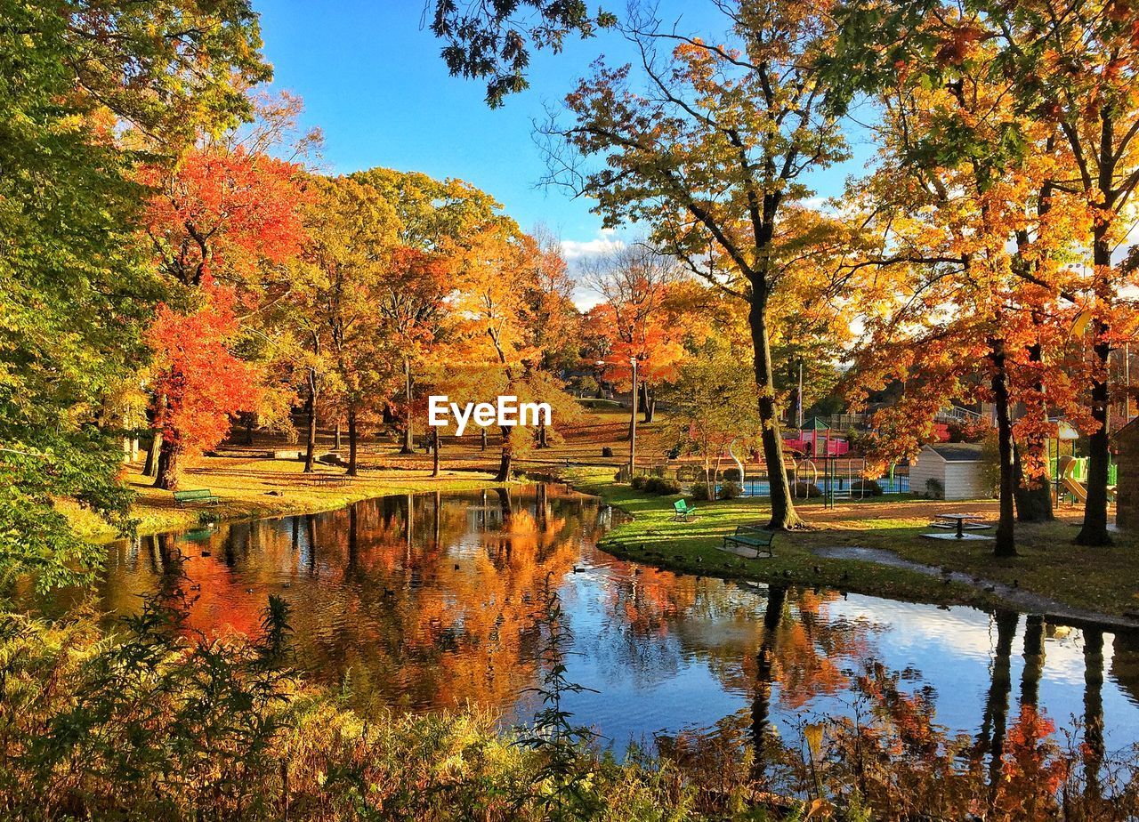 Trees by lake in park during autumn