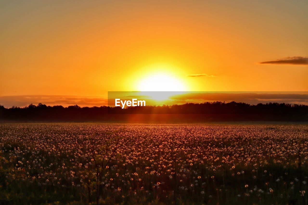 VIEW OF FIELD AGAINST SKY DURING SUNSET