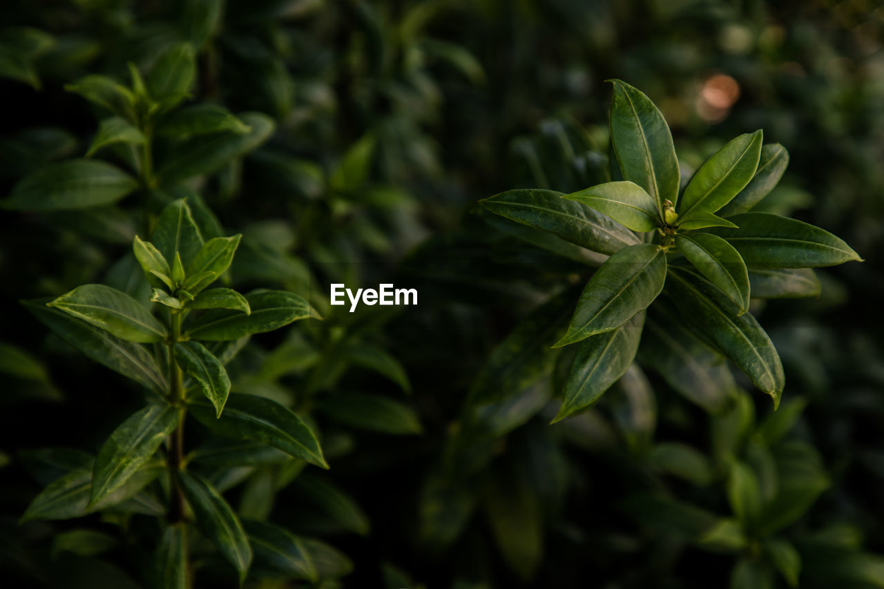 close-up of leaves