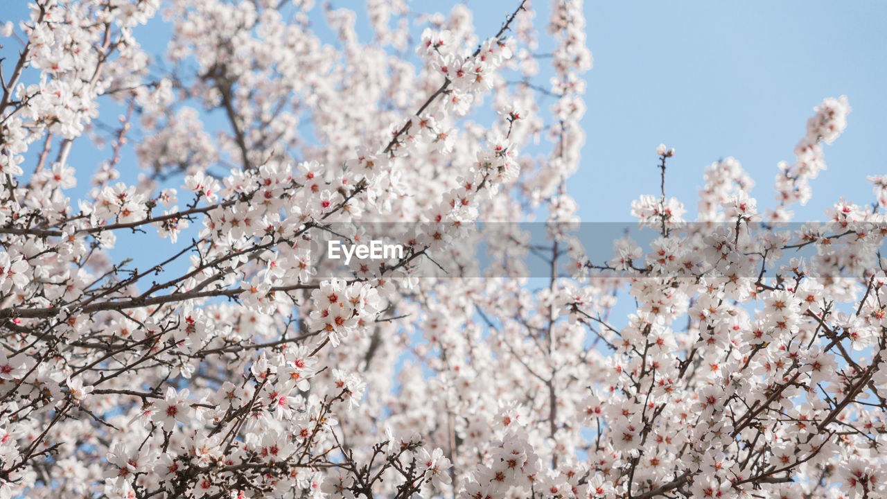 Low angle view of cherry blossom tree