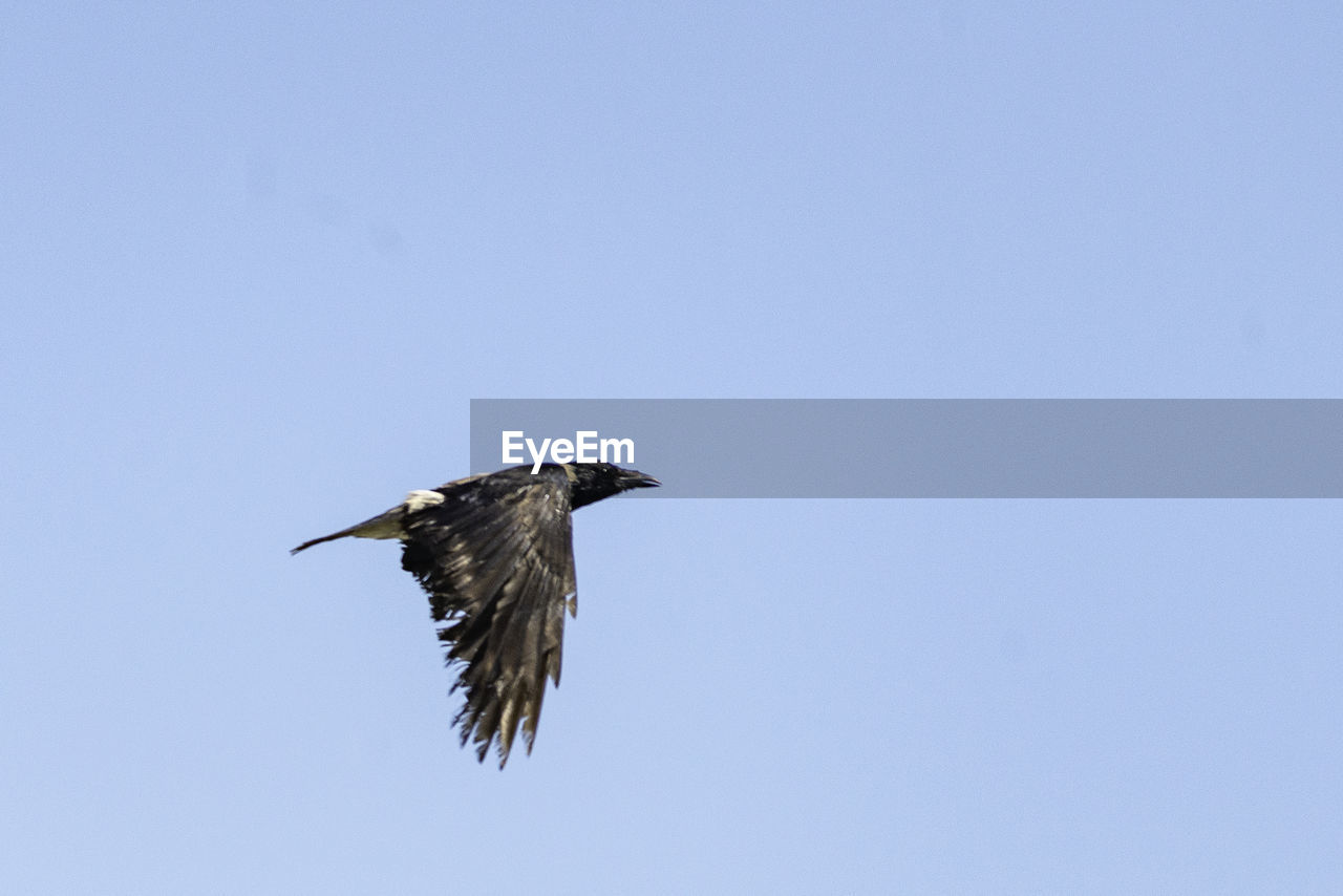 Low angle view of bird flying in sky