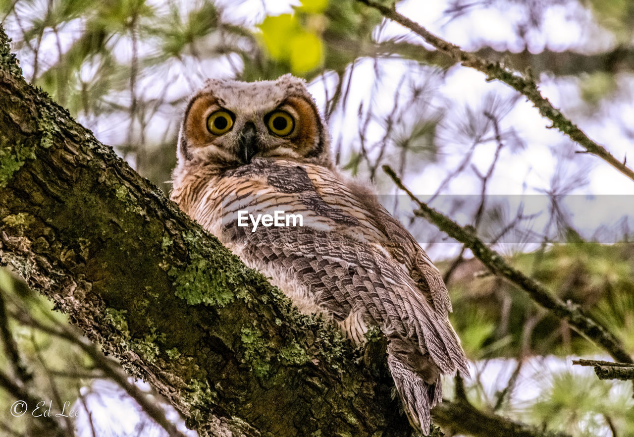 Portrait of owl perching on tree