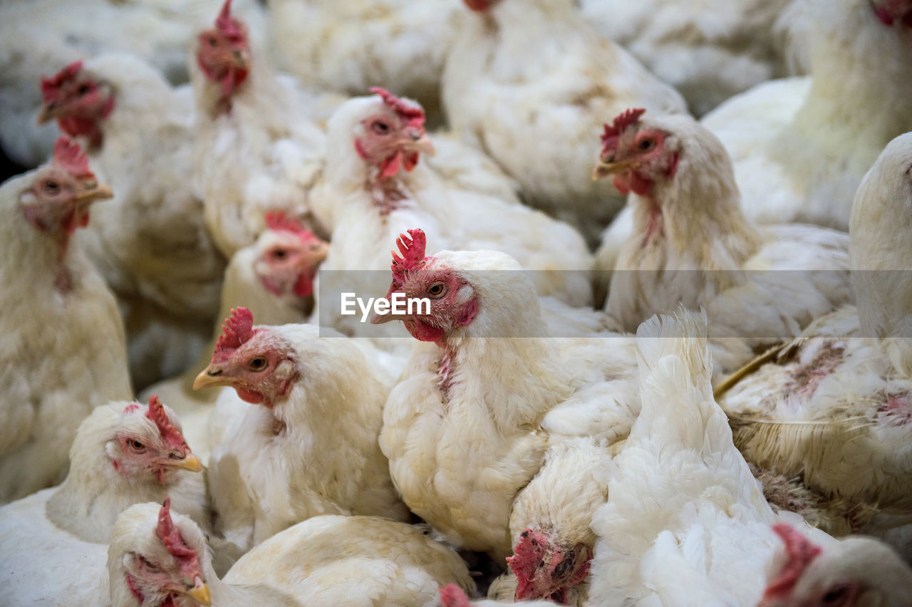 High angle view of chickens at farm