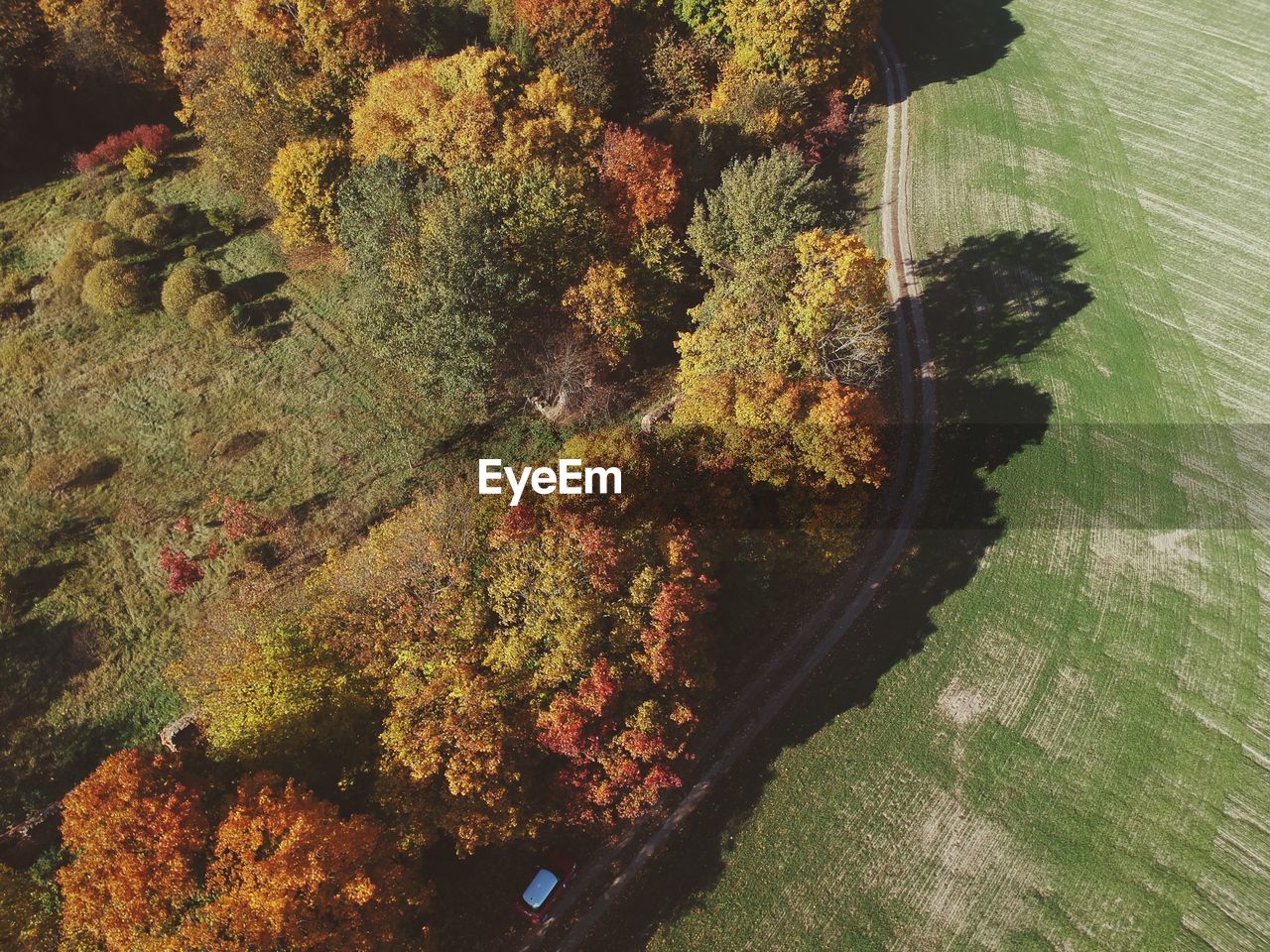 HIGH ANGLE VIEW OF TREES GROWING ON FIELD DURING AUTUMN