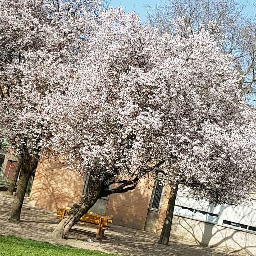 VIEW OF CHERRY TREE IN PARK