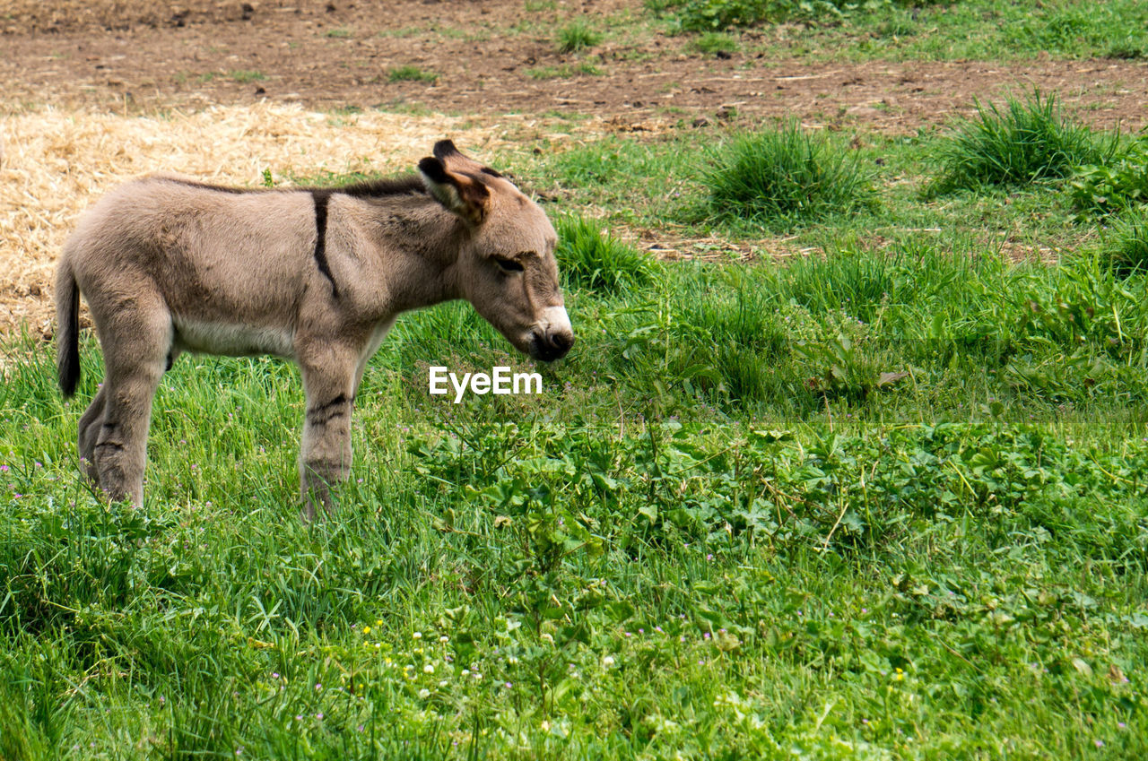 VIEW OF A SHEEP ON FIELD