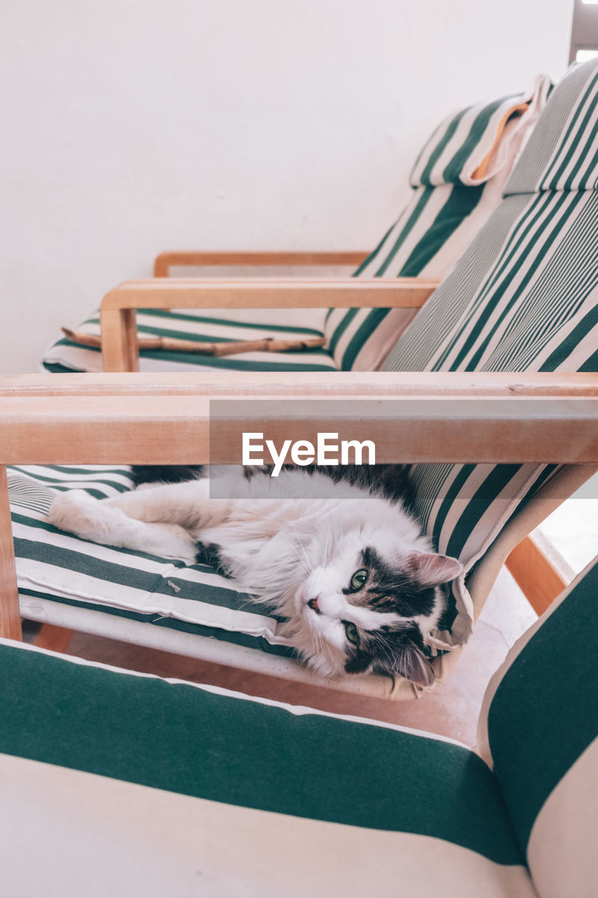 Portrait of cat lying on folding chair