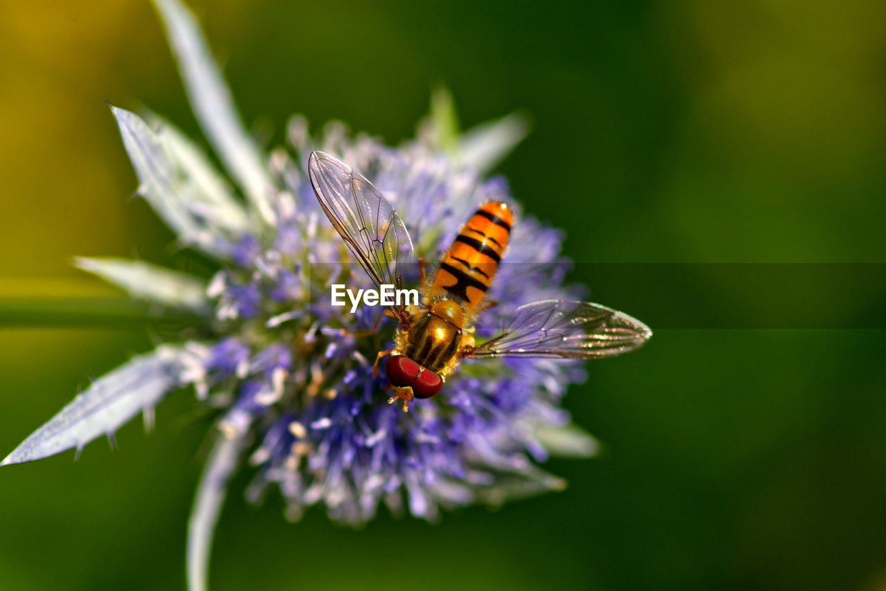 flower, flowering plant, animal themes, beauty in nature, insect, animal wildlife, animal, nature, plant, freshness, close-up, one animal, fragility, wildlife, macro, animal wing, macro photography, petal, purple, flower head, no people, focus on foreground, wildflower, summer, environment, magnification, outdoors, animal body part, meadow, butterfly, growth, selective focus, honey bee, tranquility, eating, full length, extreme close-up, food, pollination, feeding, springtime