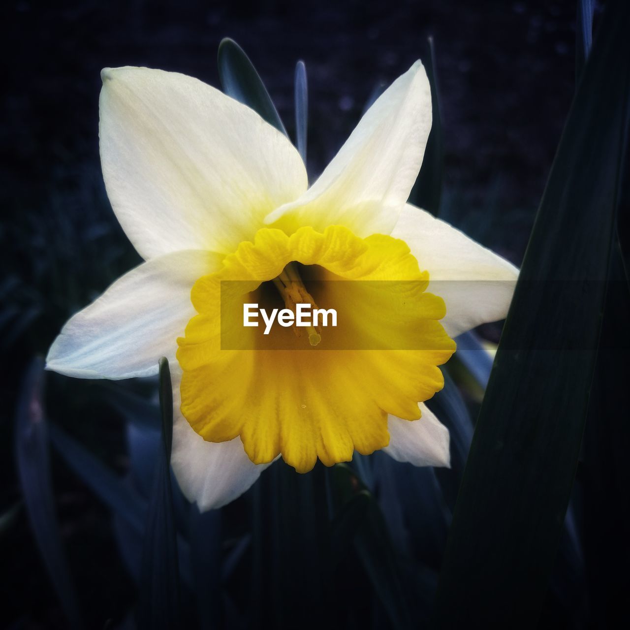 CLOSE-UP OF YELLOW FLOWERS BLOOMING OUTDOORS