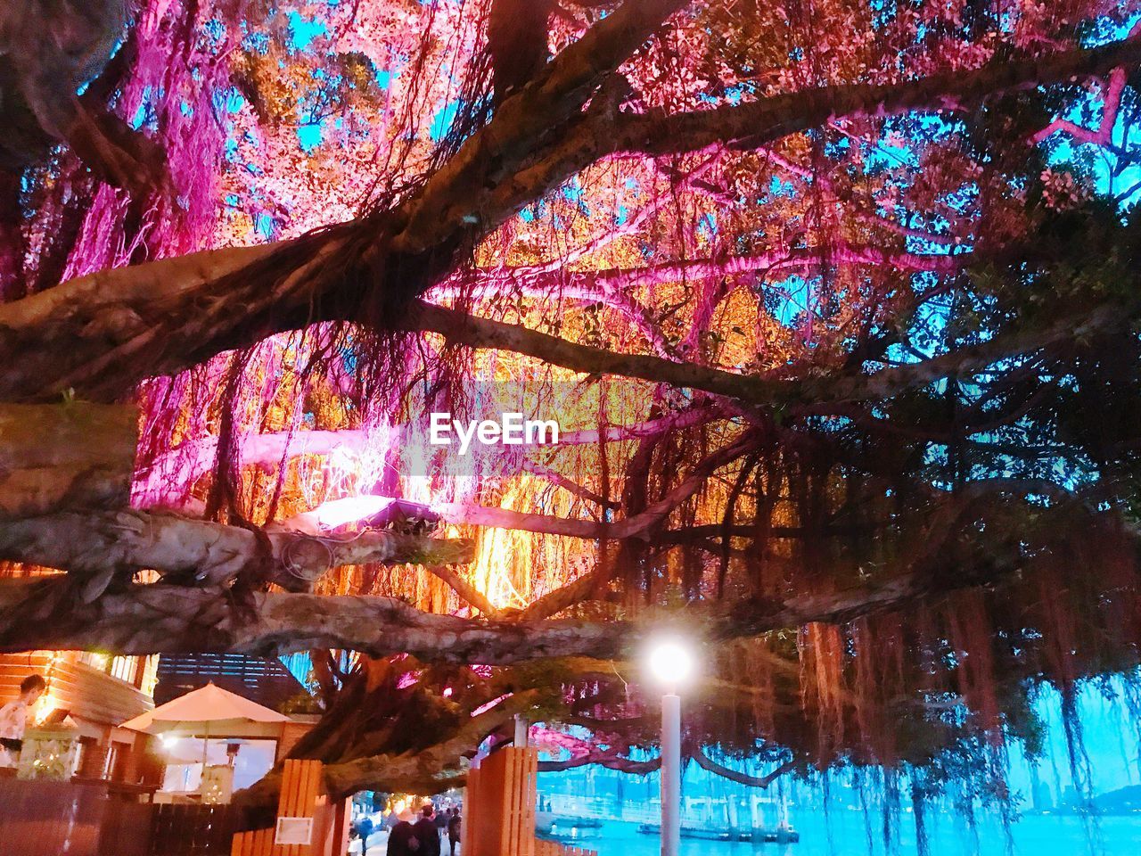 LOW ANGLE VIEW OF TREES AT NIGHT