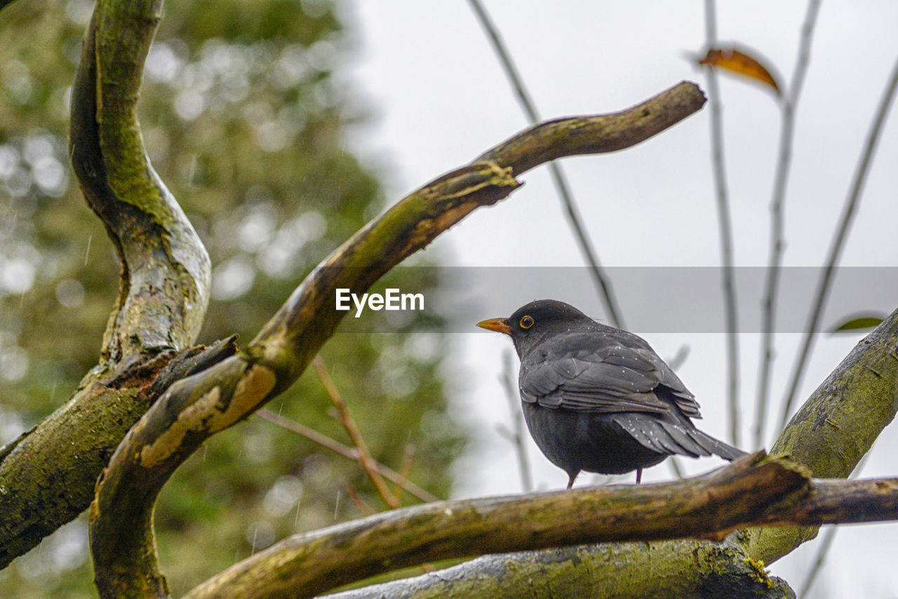 Bird perching on branch