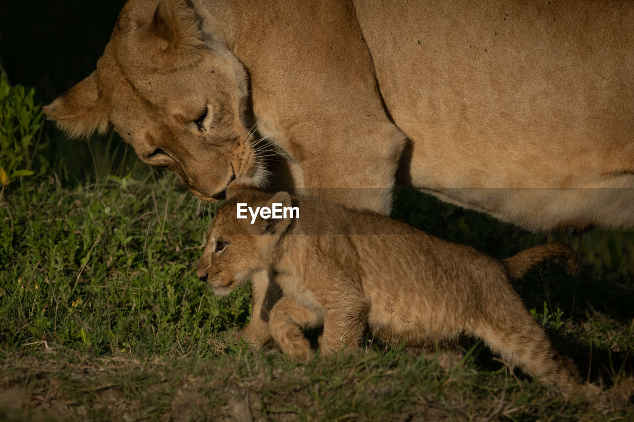 Lioness with cub on grass