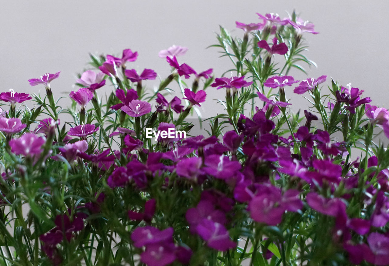 Fresh pink flowers on plants