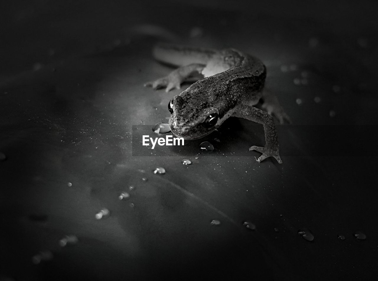Species extinction