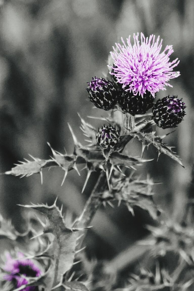 CLOSE-UP OF PURPLE FLOWERS BLOOMING