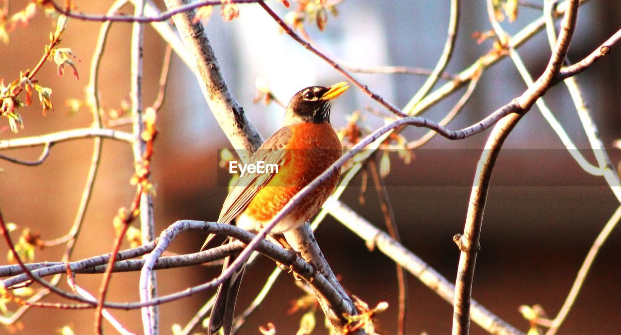 BIRD PERCHING ON A BRANCH